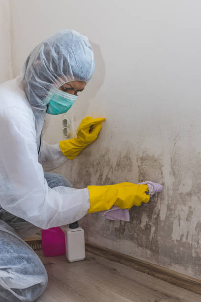 Best Black Mold Removal  in Granite Falls, MN