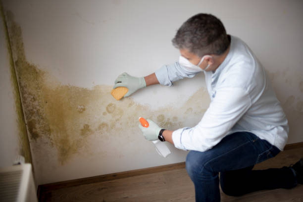 Best Post-Remediation Verification Testing  in Granite Falls, MN