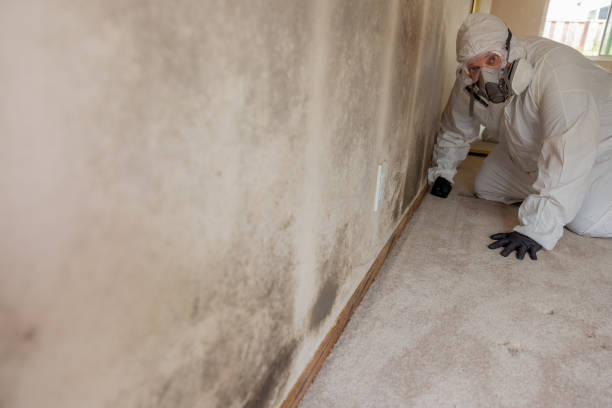Best Crawl Space Mold Remediation  in Granite Falls, MN
